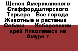 Щенок Американского Стаффордштирского Терьера - Все города Животные и растения » Собаки   . Хабаровский край,Николаевск-на-Амуре г.